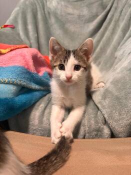 Tabby Cats Available for Adoption in San Antonio, Texas - Tiptoe | PetCurious