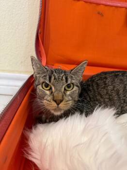 Rescue Domestic Short Hair Cats for Adoption in New Braunfels, Texas - Churro Goyo | PetCurious