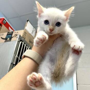 Wishbone -  Domestic Short Hair Cat for Adoption in Carencro, Louisiana - Wishbone | PetCurious