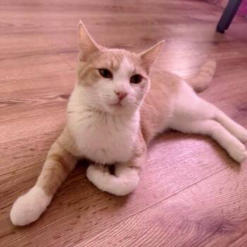 Noodle -  Domestic Short Hair and Tabby Cat for Adoption in Gilbert, Arizona - Noodle | PetCurious
