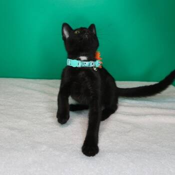 Gracie -  Domestic Short Hair Cat for Adoption in San Antonio, Texas - Gracie | PetCurious