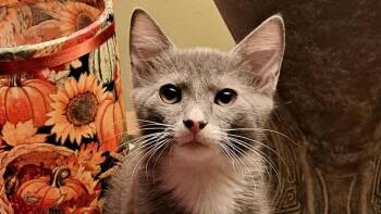 Assam -  Domestic Short Hair Cat for Adoption in Powder Springs, Georgia - Assam | PetCurious