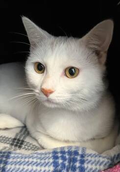 Crispin -  Domestic Short Hair Cat for Adoption in Harrison, New York - Crispin | PetCurious