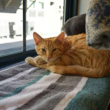Peanut Butter -  Domestic Short Hair Cat for Adoption in Jackson, Wyoming - Peanut Butter | PetCurious
