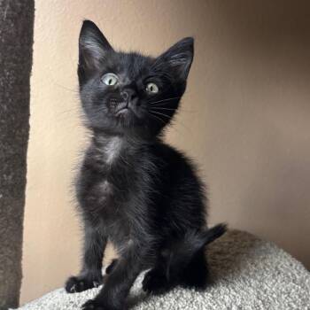 Ninja -  Domestic Short Hair Cat for Adoption in NEW PT RICHEY, Florida - Ninja | PetCurious