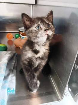 Rescue American Shorthair Cats for Adoption in Seymour, Indiana - SASSY | PetCurious