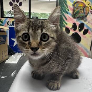 Joey -  Domestic Short Hair Cat for Adoption in Lufkin, Texas - Joey | PetCurious