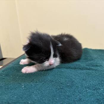 Olly -  Domestic Short Hair Cat for Adoption in Pasadena, California - Olly | PetCurious