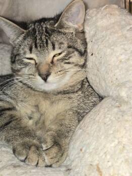 Domestic Short Hair Cats Available for Adoption - MooMoo | PetCurious