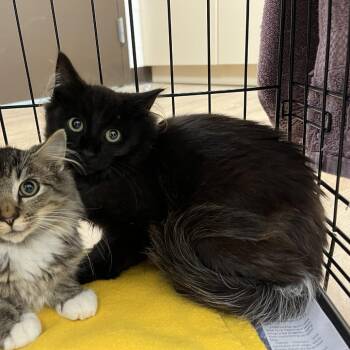SVAS-Stray-39550 -  Domestic Medium Hair Cat for Adoption in Lyndhurst, Virginia - SVAS-Stray-39550 | PetCurious