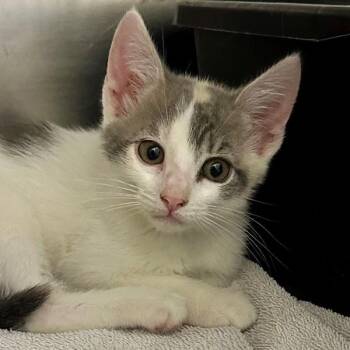 Domestic Short Hair Cats Available for Adoption in Walnut Creek, California - Rosie | PetCurious