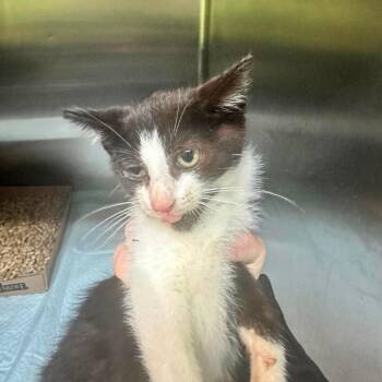 Pudding -  Domestic Short Hair Cat for Adoption in Shinnston, West Virginia - Pudding | PetCurious
