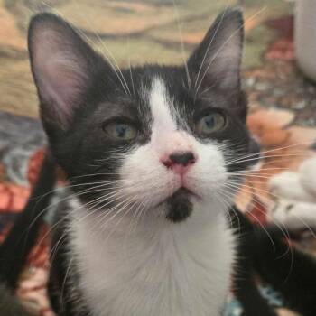 Professor Oink -  Domestic Short Hair Cat for Adoption in Clarksville, Arkansas - Professor Oink | PetCurious