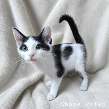Domestic Short Hair Cats Available for Adoption in Quincy, Ohio - Shane | PetCurious