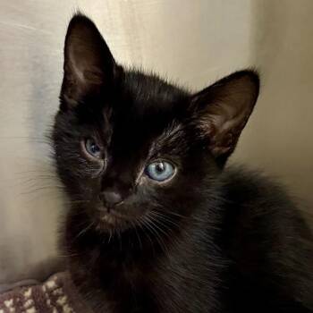 Domestic Short Hair Cats Available for Adoption in Walnut Creek, California - Mandy | PetCurious
