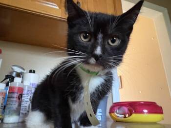 Rescue Domestic Medium Hair Cats for Adoption - Dobbyn | PetCurious