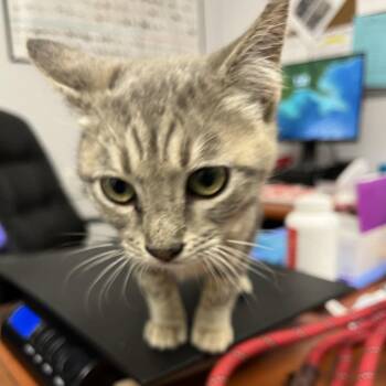 Domestic Short Hair Cats Available for Adoption - Everett | PetCurious