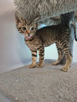 Uno -  Domestic Short Hair Cat for Adoption in Athens, Tennessee - Uno | PetCurious