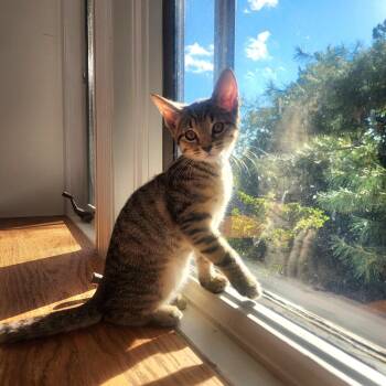Tiger -  Domestic Short Hair Cat for Adoption in Chattanooga, Tennessee - Tiger | PetCurious