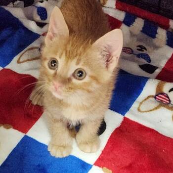 Mango K46453 -  Domestic Short Hair Cat for Adoption in Corsicana, Texas - Mango K46453 | PetCurious