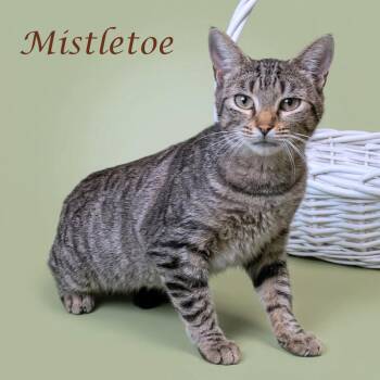 Domestic Short Hair Cats Available for Adoption in Lebanon, Tennessee - Mistletoe C26-151 | PetCurious