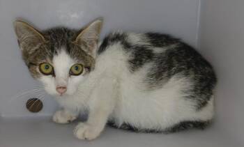 Kitty Purry -  Domestic Short Hair Cat for Adoption - Kitty Purry | PetCurious