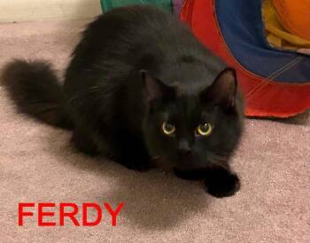 Domestic Long Hair Cats Available for Adoption in Burnaby, British Columbia - Ferdie | PetCurious