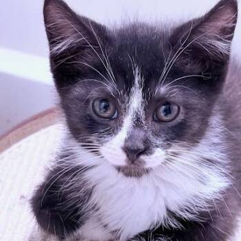 Cadbury -  Domestic Short Hair Cat for Adoption in South Elgin, Illinois - Cadbury | PetCurious