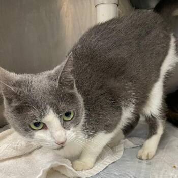 Queenie (Cat 28) -  Domestic Short Hair Cat for Adoption in Roanoke, Virginia - Queenie (Cat 28) | PetCurious
