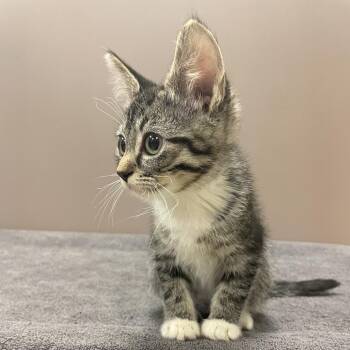 Ghost -  Domestic Short Hair Cat for Adoption in Bristol, Indiana - Ghost | PetCurious