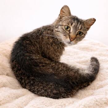 Domestic Short Hair and Tabby Cats Available for Adoption - North | PetCurious
