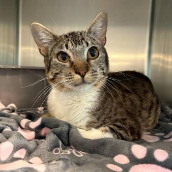 Simon -  American Shorthair Cat for Adoption in West Des Moines, Iowa - Simon | PetCurious