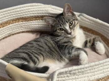 ZOEY -  Domestic Short Hair Cat for Adoption in Burbank, California - ZOEY | PetCurious