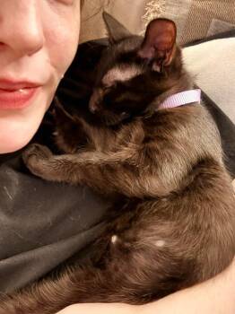 Domestic Short Hair Cats Available for Adoption in Chicago, Illinois - Echo | PetCurious