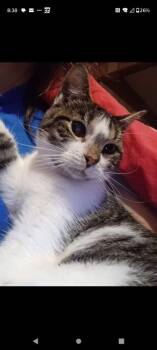 Grasshopper -  Domestic Short Hair Cat for Adoption in Cromwell, Kentucky - Grasshopper | PetCurious