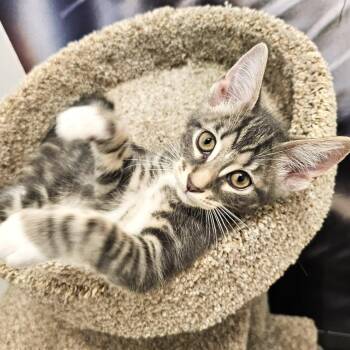 Domestic Short Hair Cats Available for Adoption in St. Cloud, Florida - Stella | PetCurious