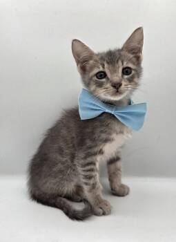 Percy -  Domestic Short Hair and Tabby Cat for Adoption in Magnolia Springs, Alabama - Percy | PetCurious