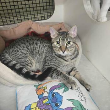 Rescue Domestic Short Hair Cats for Adoption in Clayton, California - Bentley | PetCurious