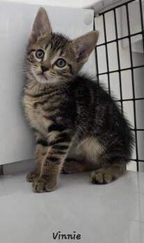 Vinnie -  Domestic Short Hair Cat for Adoption in Key Largo, Florida - Vinnie | PetCurious