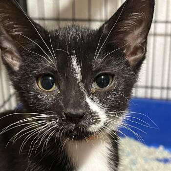 Stripe 7250 -  Domestic Short Hair Cat for Adoption in Boca Raton, Florida - Stripe 7250 | PetCurious