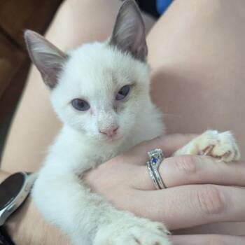 Kyanite -  Siamese Cat for Adoption in Westminster, California - Kyanite | PetCurious