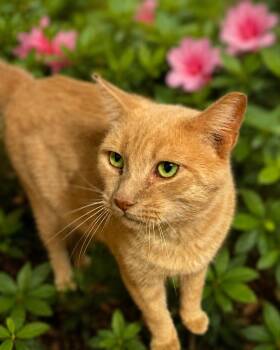 Heathcliff -  Domestic Short Hair Cat for Adoption in Charlotte, North Carolina - Heathcliff | PetCurious