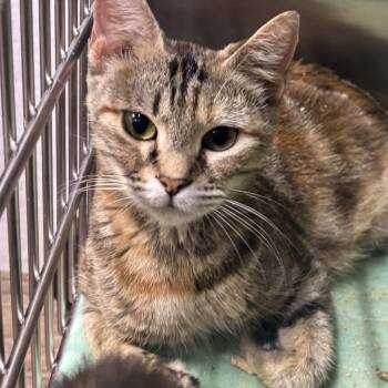 Warden -  Domestic Short Hair Cat for Adoption in Hinesville, Georgia - Warden | PetCurious