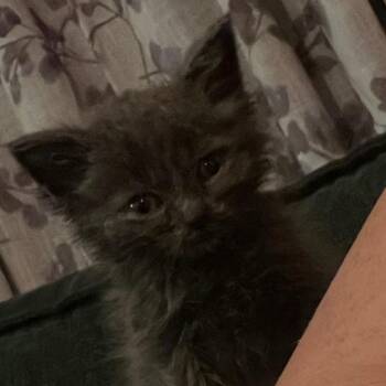 Wish -  Domestic Short Hair Cat for Adoption in Monroe, Michigan - Wish | PetCurious