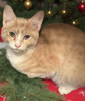 Domestic Short Hair Cats Available for Adoption - Holly | PetCurious