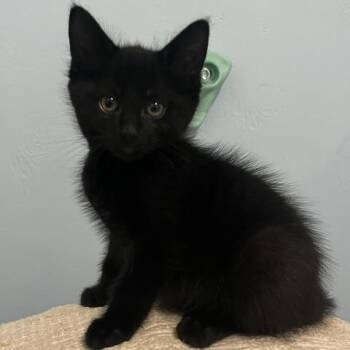 Kuromi -  Domestic Short Hair Cat for Adoption in Los Angeles, California - Kuromi | PetCurious