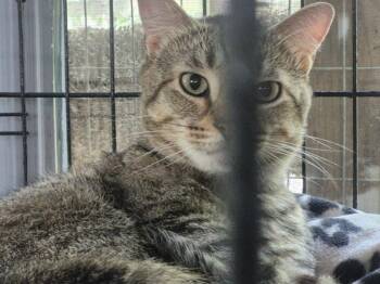 Bashful -  Domestic Short Hair Cat for Adoption in Pittsboro, North Carolina - Bashful | PetCurious