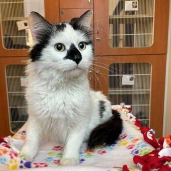 Sam -  Domestic Medium Hair Cat for Adoption in Rochester, Minnesota - Sam | PetCurious