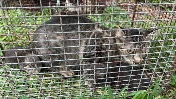 Rescue Domestic Short Hair Cats for Adoption in Houston, Texas - MIA | PetCurious