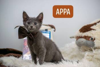 Appa -  Domestic Short Hair Cat for Adoption in Sevierville, Tennessee - Appa | PetCurious